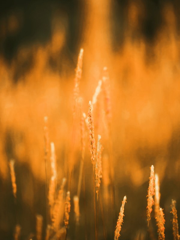 golden hour LUT applied to footage — before and after color grade